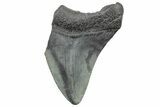 Partial Megalodon Tooth - South Carolina #320723-1